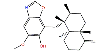 Smenohaimien C